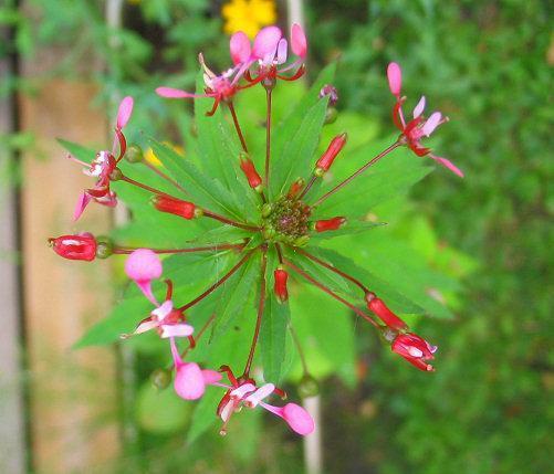 Lopezia racemosa 'Pretty Rose'