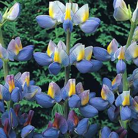 Lupinus mutabilis var. cruickshankii 'Sunrise'