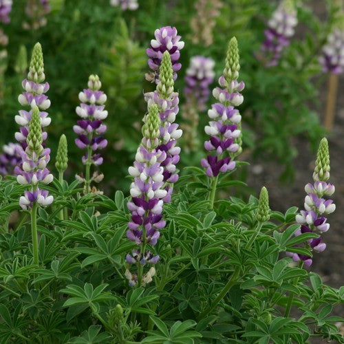 Lupinus hartwegii 'Avalune Lilac'