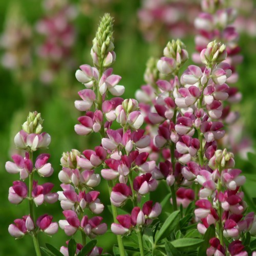 Lupinus hartwegii 'Avalune Red-White'