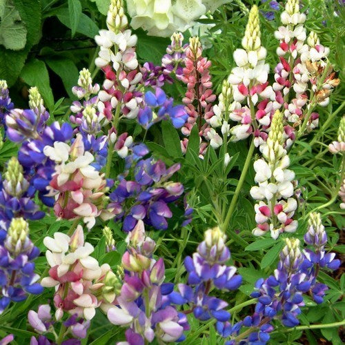 Lupinus hartwegii 'Mix'