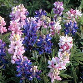 Lupinus nanus 'Pixie Delight'