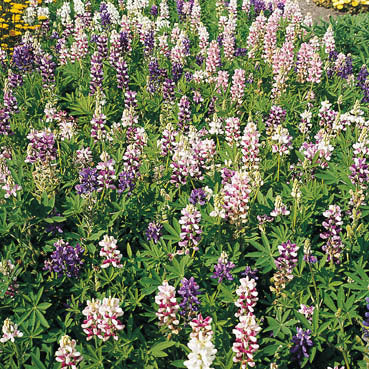 Lupinus nanus 'Pixie Delight'