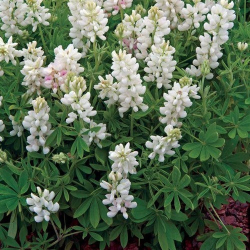 Lupinus nanus 'Snow Pixie'