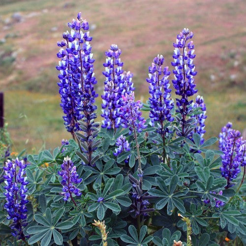 Lupinus succulentus