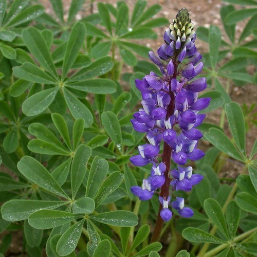 Lupinus succulentus