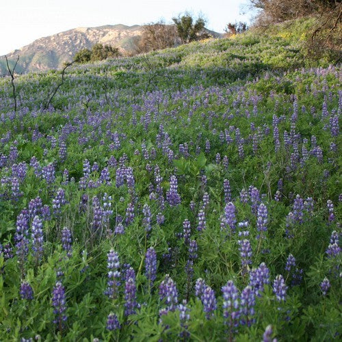 Lupinus succulentus