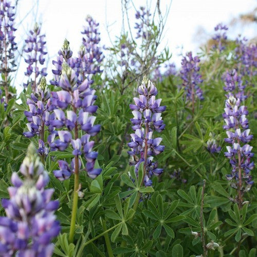 Lupinus succulentus