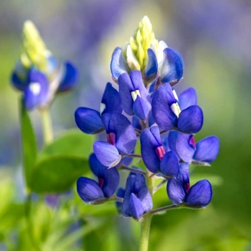 Lupinus texensis