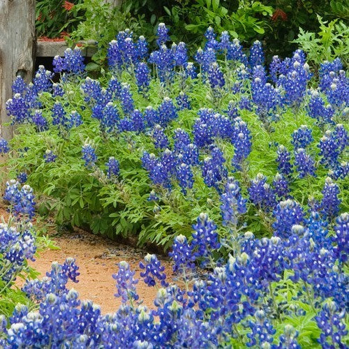 Lupinus texensis