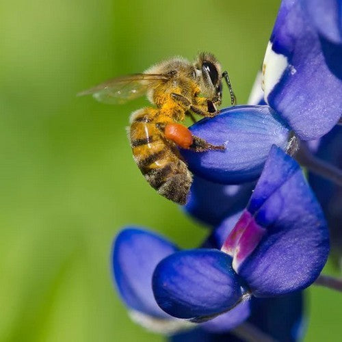Lupinus texensis