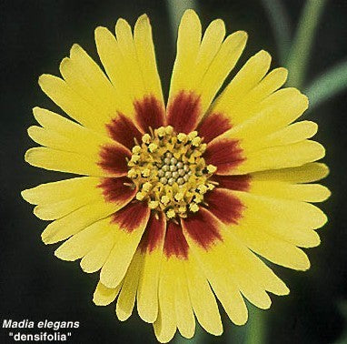 Madia elegans 'Tropical Fruits'
