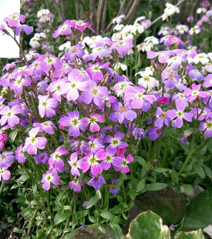 Malcolmia maritima