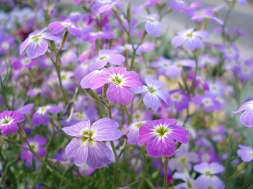 Malcolmia maritima