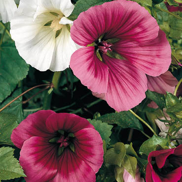 Malope trifida 'Mixed'