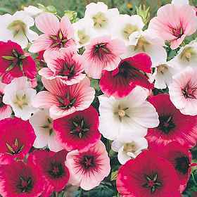 Malope trifida 'Mixed'