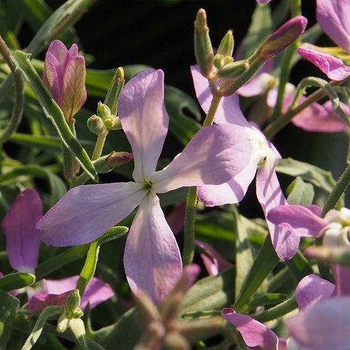 Matthiola longipetala ssp. Bicornis