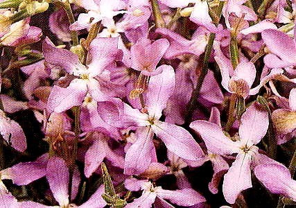 Matthiola longipetala ssp. Bicornis