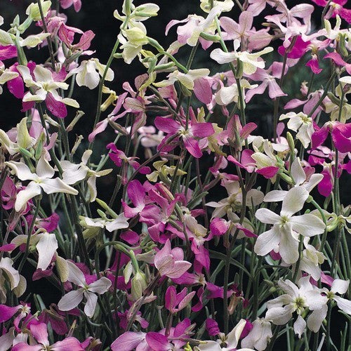 Matthiola longipetala ssp. Bicornis 'Starlight Scentsation'