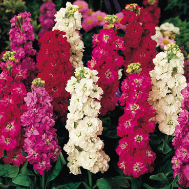 Matthiola incana 'Brompton Mixed' / 'Winter Mixed'