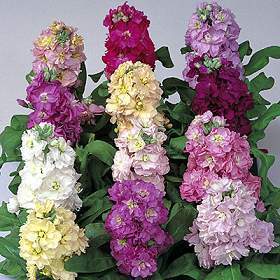 Matthiola incana 'Cinderella Mixed' / 'Sissi Mixed'