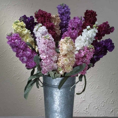 Matthiola incana 'Mammouth Excelsior Mixed'