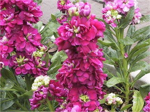 Matthiola incana 'Mammouth Excelsior Mixed'