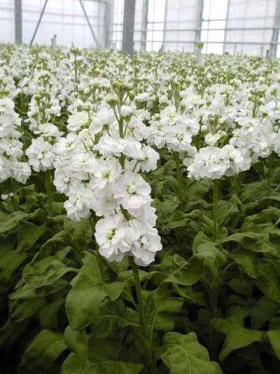 Matthiola incana 'Mammouth Excelsior Mixed'