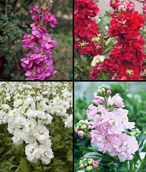 Matthiola incana 'Mammouth Excelsior Mixed'