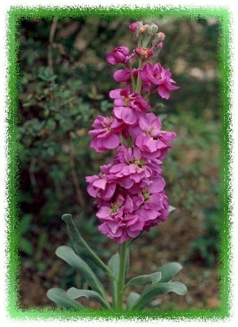 Matthiola incana 'Mammouth Excelsior Mixed'