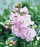 Matthiola incana 'Mammouth Excelsior Mixed'