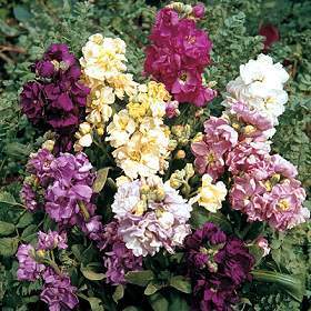Matthiola incana 'Ten Week Dwarf Mixed'