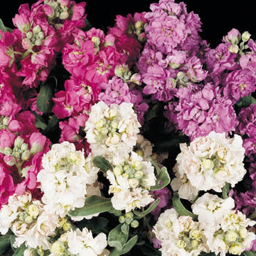 Matthiola incana 'Ten Week Dwarf Mixed'