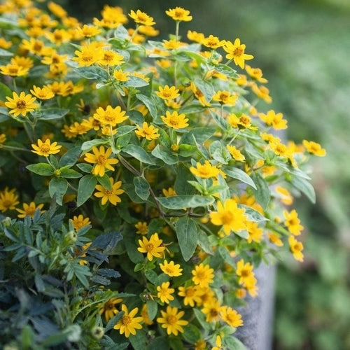 Melampodium paludosum 'Golden Yellow'