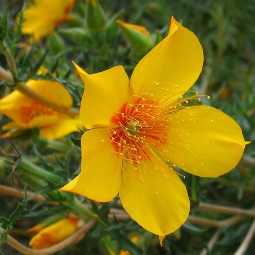 Mentzelia lindleyi