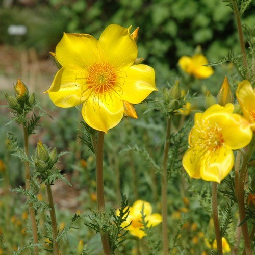 Mentzelia lindleyi
