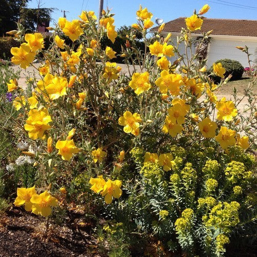 Mentzelia lindleyi