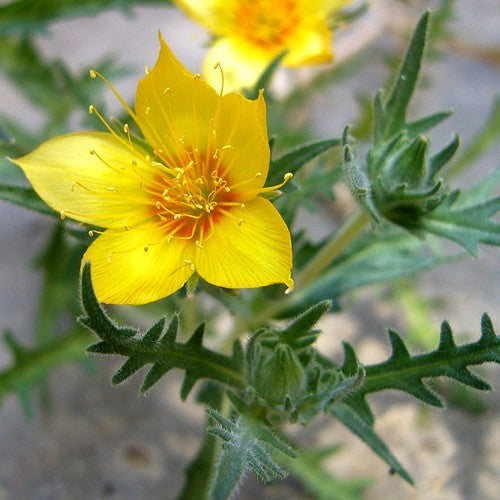 Mentzelia lindleyi