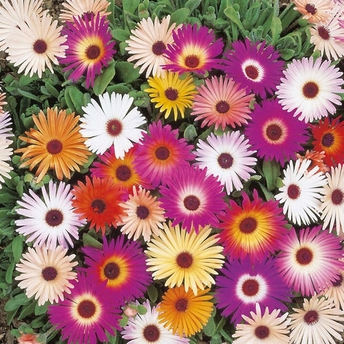 Mesembryanthemum criniflorum 'Mixed' / 'African Dream'