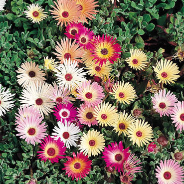 Mesembryanthemum criniflorum 'Mixed' / 'African Dream'