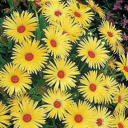 Mesembryanthemum criniflorum 'Yellow'