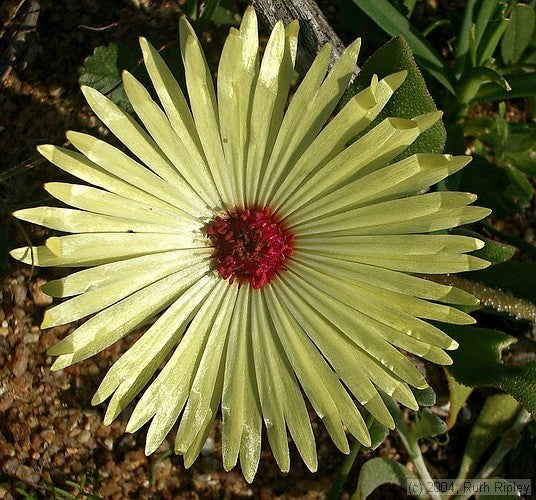 Mesembryanthemum criniflorum 'Yellow'