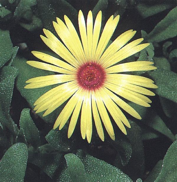 Mesembryanthemum criniflorum 'Yellow'