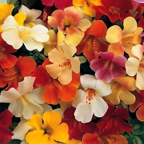 Mimulus luteus 'Tigrinus Grandiflorus Mixed'