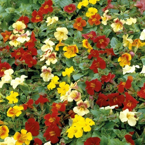 Mimulus luteus 'Tigrinus Grandiflorus Mixed'