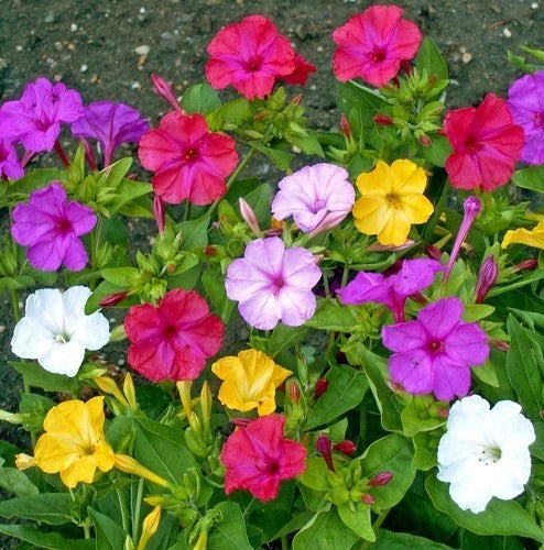 Mirabilis jalapa 'Mix'