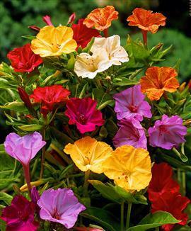 Mirabilis jalapa 'Mix'