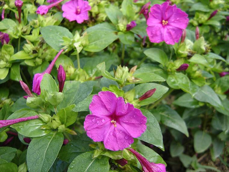 Mirabilis jalapa 'Mix'