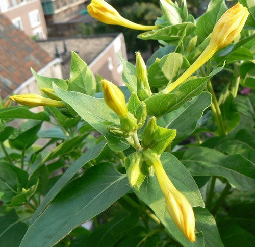 Mirabilis jalapa 'Mix'