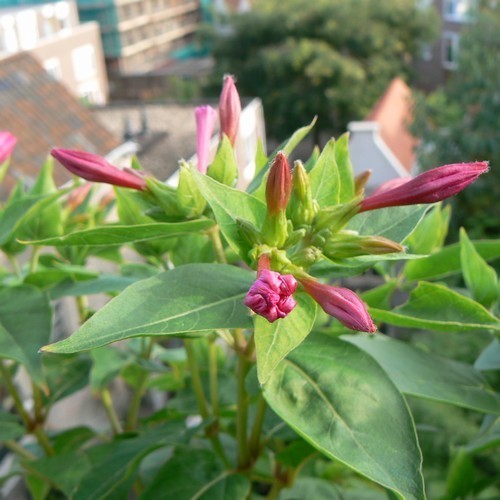 Mirabilis jalapa 'Mix'